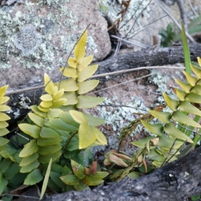 Pellaea calidirupium (Hot Rock Fern) at Rob Roy Range - 30 Aug 2014 by AaronClausen