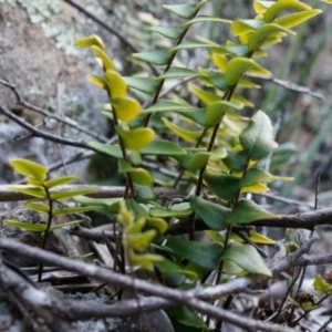 Pellaea calidirupium at Conder, ACT - 30 Aug 2014 04:01 PM