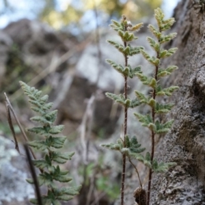 Cheilanthes distans at Conder, ACT - 30 Aug 2014