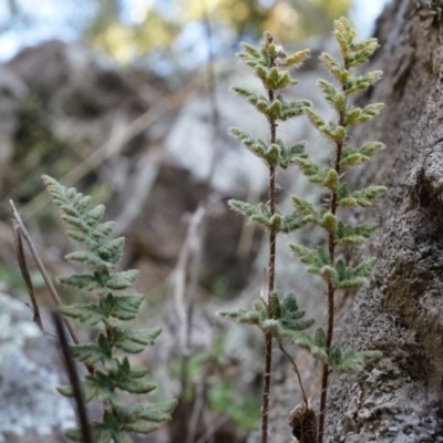 Cheilanthes distans (Bristly Cloak Fern) at Rob Roy Range - 30 Aug 2014 by AaronClausen