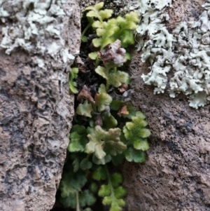 Asplenium subglandulosum at Conder, ACT - 30 Aug 2014 04:03 PM