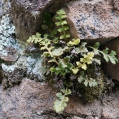 Asplenium subglandulosum at Conder, ACT - 30 Aug 2014