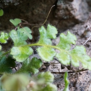 Asplenium subglandulosum at Conder, ACT - 30 Aug 2014 04:05 PM