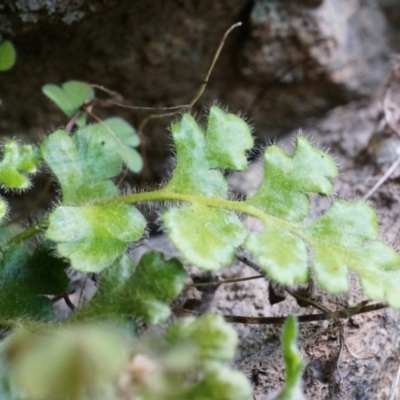 Pleurosorus rutifolius (Blanket Fern) at Rob Roy Range - 30 Aug 2014 by AaronClausen