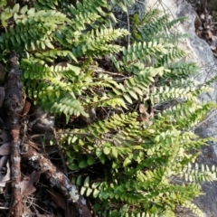 Pellaea calidirupium (Hot Rock Fern) at Rob Roy Range - 30 Aug 2014 by AaronClausen