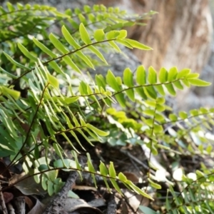 Pellaea calidirupium at Conder, ACT - 30 Aug 2014