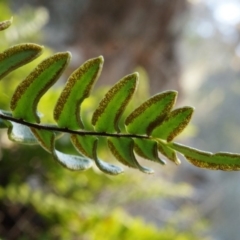 Pellaea calidirupium at Conder, ACT - 30 Aug 2014