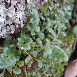 Asplenium subglandulosum at Conder, ACT - 30 Aug 2014 04:08 PM