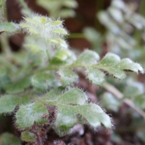 Pleurosorus rutifolius at Conder, ACT - 30 Aug 2014