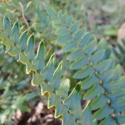 Pellaea calidirupium (Hot Rock Fern) at Rob Roy Range - 30 Aug 2014 by AaronClausen