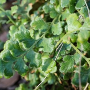 Asplenium subglandulosum at Conder, ACT - 30 Aug 2014