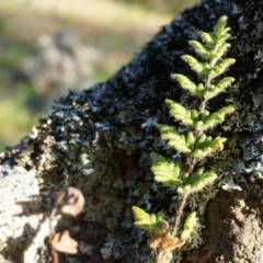 Cheilanthes distans (Bristly Cloak Fern) at Rob Roy Range - 30 Aug 2014 by AaronClausen