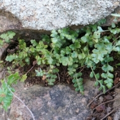 Asplenium subglandulosum (Blanket Fern) at Conder, ACT - 30 Aug 2014 by AaronClausen