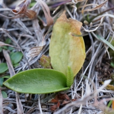 Ophioglossum lusitanicum subsp. coriaceum (Austral Adder's Tongue) at Rob Roy Range - 30 Aug 2014 by AaronClausen