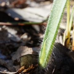 Caladenia atrovespa (Green-comb Spider Orchid) at Canberra Central, ACT - 31 Aug 2014 by AaronClausen