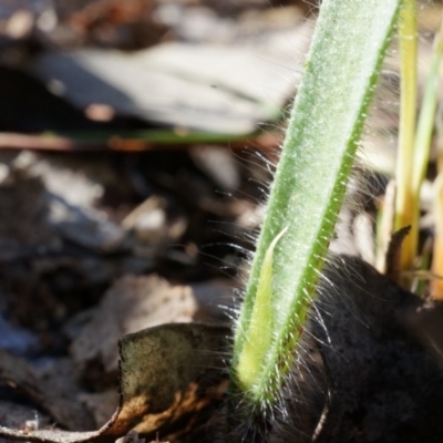 Caladenia atrovespa (Green-comb Spider Orchid) at Canberra Central, ACT - 31 Aug 2014 by AaronClausen