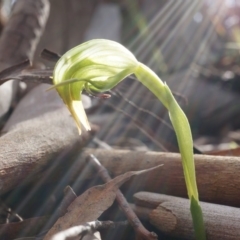 Pterostylis nutans (Nodding Greenhood) at Point 4910 - 31 Aug 2014 by AaronClausen