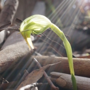 Pterostylis nutans at Point 4910 - suppressed