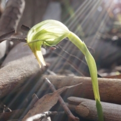 Pterostylis nutans (Nodding Greenhood) at Point 4910 - 30 Aug 2014 by AaronClausen
