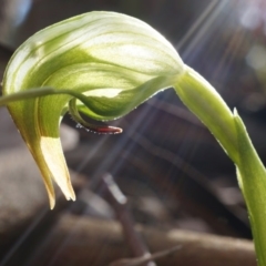 Pterostylis nutans at Point 4910 - suppressed