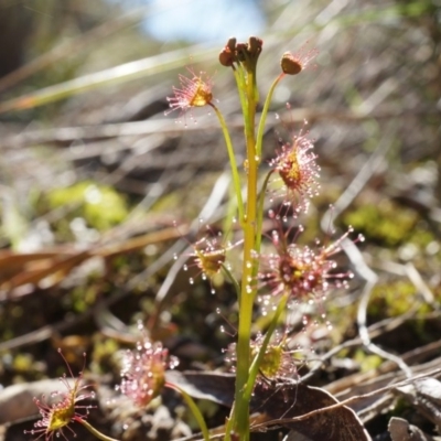 Drosera auriculata (Tall Sundew) at Canberra Central, ACT - 31 Aug 2014 by AaronClausen