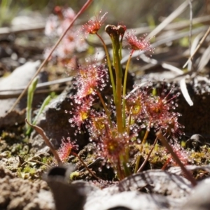 Drosera auriculata at Canberra Central, ACT - 31 Aug 2014