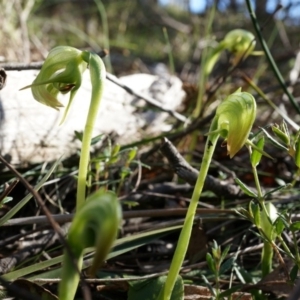 Pterostylis nutans at Canberra Central, ACT - suppressed