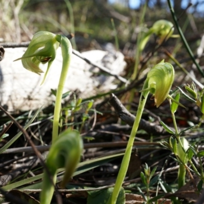 Pterostylis nutans (Nodding Greenhood) at Canberra Central, ACT - 31 Aug 2014 by AaronClausen