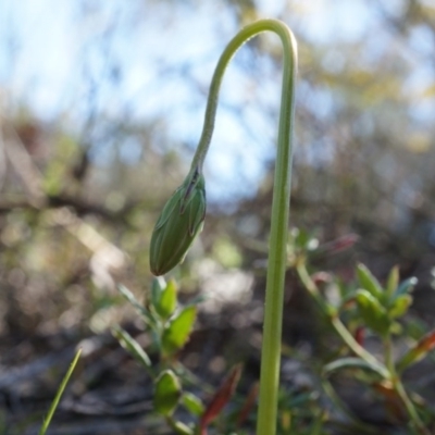 Microseris walteri (Yam Daisy, Murnong) at Black Mountain - 31 Aug 2014 by AaronClausen