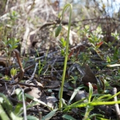 Microseris walteri at Canberra Central, ACT - 31 Aug 2014