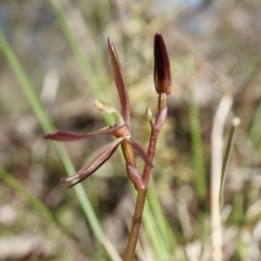 Cyrtostylis reniformis (Common Gnat Orchid) at Bruce, ACT by AaronClausen