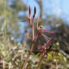 Cyrtostylis reniformis at suppressed - 31 Aug 2014