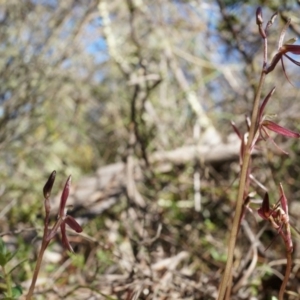 Cyrtostylis reniformis at suppressed - 31 Aug 2014