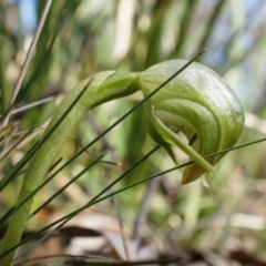 Pterostylis nutans (Nodding Greenhood) at Point 4910 - 31 Aug 2014 by AaronClausen