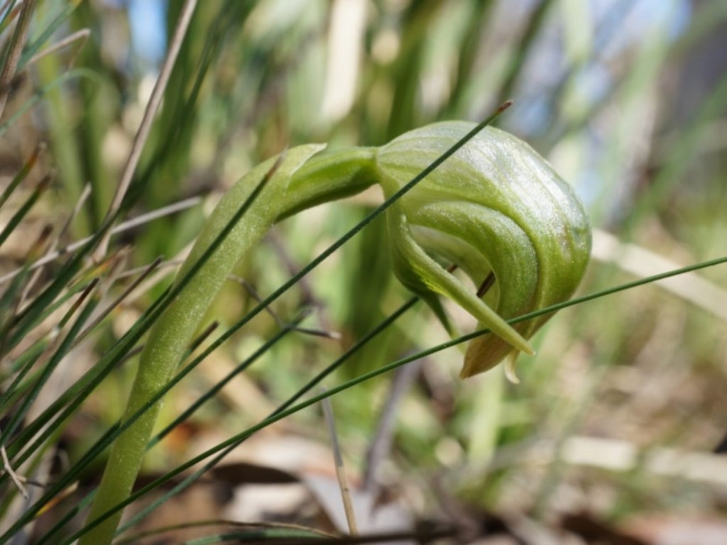 Pterostylis nutans at Canberra Central, ACT - 31 Aug 2014