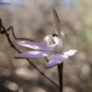 Caladenia fuscata at Canberra Central, ACT - suppressed