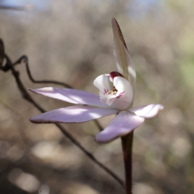 Caladenia fuscata (Dusky Fingers) at Canberra Central, ACT - 31 Aug 2014 by AaronClausen
