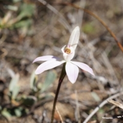 Caladenia fuscata at Canberra Central, ACT - suppressed