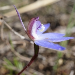 Cyanicula caerulea at Canberra Central, ACT - 31 Aug 2014