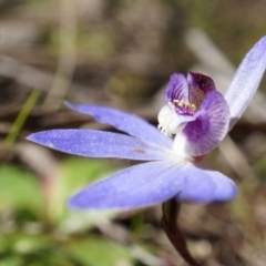 Cyanicula caerulea at Canberra Central, ACT - 31 Aug 2014