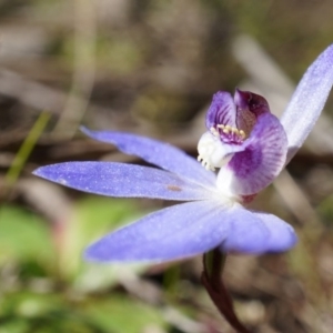 Cyanicula caerulea at Canberra Central, ACT - suppressed