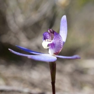 Cyanicula caerulea at Canberra Central, ACT - 31 Aug 2014