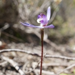 Cyanicula caerulea at Canberra Central, ACT - suppressed