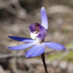 Cyanicula caerulea at Canberra Central, ACT - 31 Aug 2014