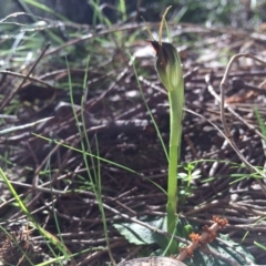 Pterostylis pedunculata (Maroonhood) at Mount Majura - 31 Aug 2014 by AaronClausen