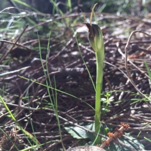 Pterostylis pedunculata at Hackett, ACT - suppressed