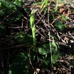 Pterostylis pedunculata at Hackett, ACT - 31 Aug 2014