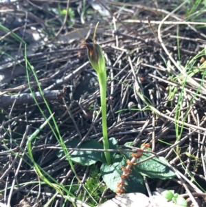 Pterostylis pedunculata at Hackett, ACT - suppressed