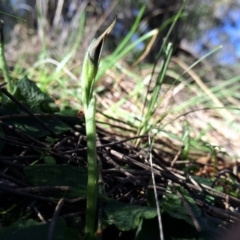 Pterostylis pedunculata at Hackett, ACT - 31 Aug 2014