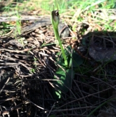 Pterostylis pedunculata at Hackett, ACT - 31 Aug 2014